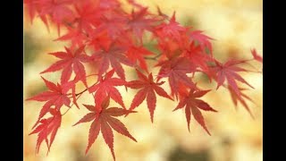 Download lagu 乱红 陈悦（箫与钢琴） mp3