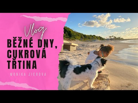 BĚŽNÉ DNY NA OSTROVĚ, CUKROVÁ TŘTINA