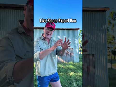 Live sheep export ban is an attack on rural Australia #sheep #agriculture #farming