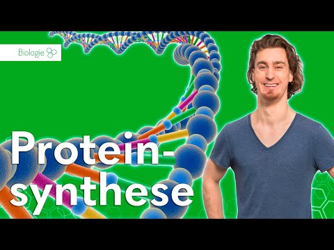 Proteinsynthese: Transkription und Translation  – Biologie | Duden Learnattack
