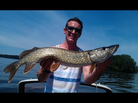 Hechte im Kraut & Barsche an der Oberfläche – Topwater-Action pur!