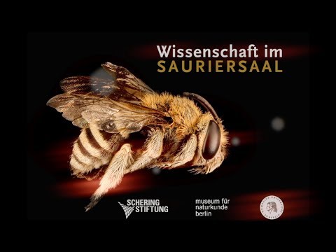 Wissenschaft im Sauriersaal: Spielende Mastschweine und die Wissenschaft des Tierwohls