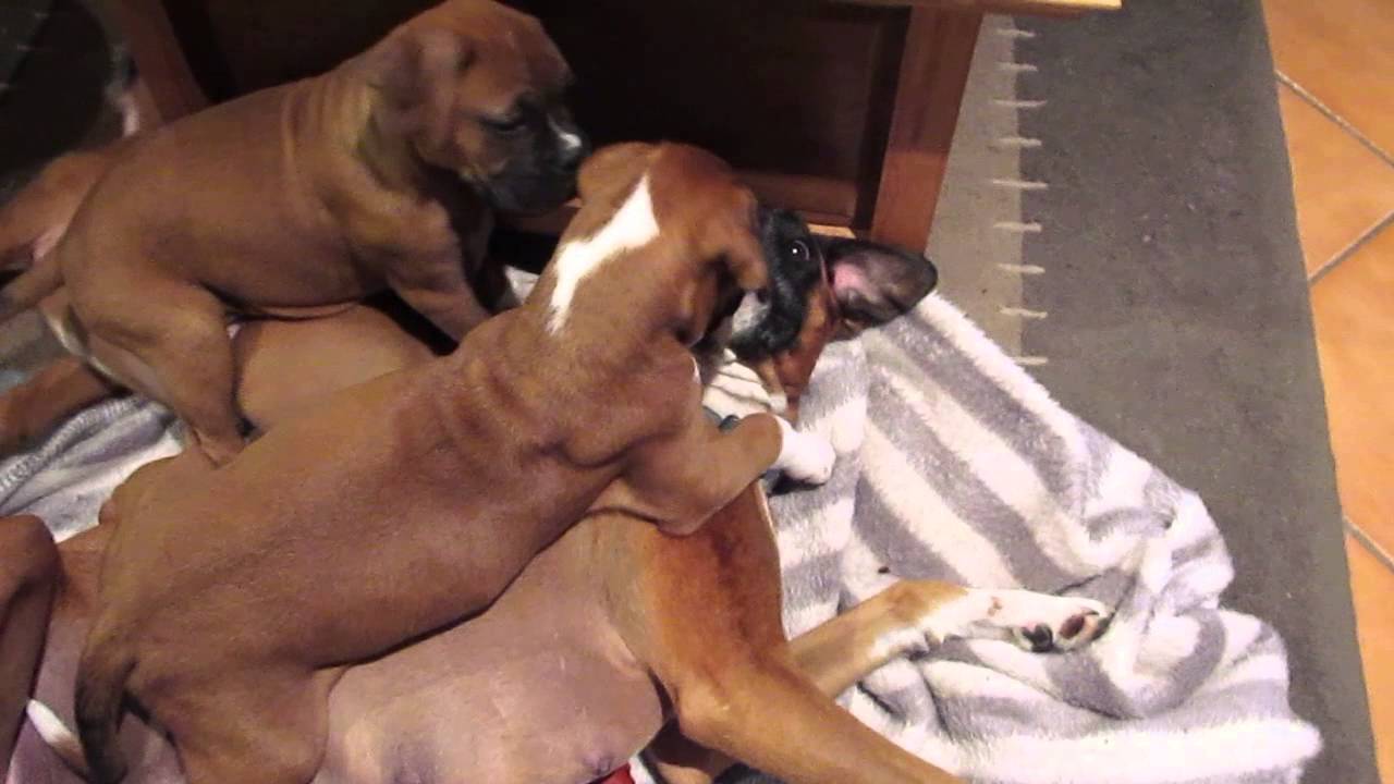 Watch video TP005594511 Boxer Puppies Tan & White for Sale $900 Now TP005594511 Boxer Puppies Tan & White for Sale $900