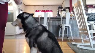 Video preview image #1 Siberian Husky Puppy For Sale in Lexington Park, MD, USA
