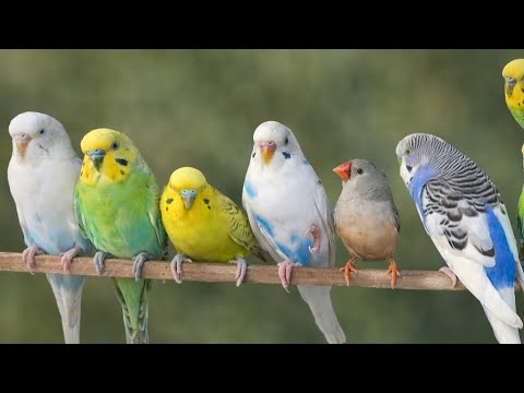 2 Hours of Budgie Best Friends - Mango and Chutney - Singing and Talking Sounds