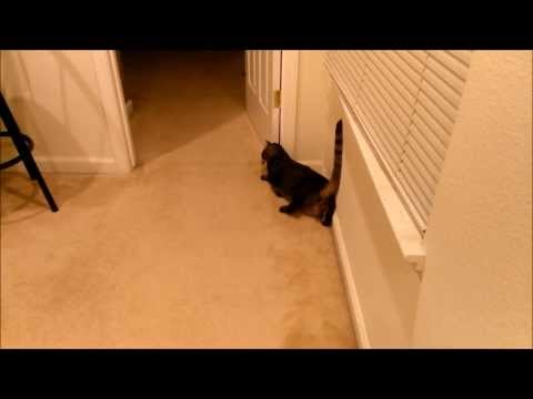 Cat with Vestibular Disease Tries to Walk, Gets Frustrated