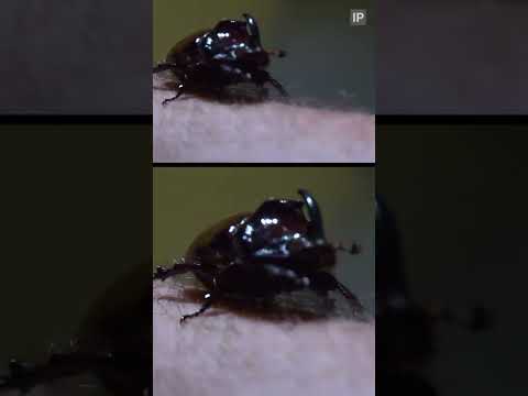 Nosorožtek obyčajný (Oryctes nasicornis) — terárium, kŕmenie a správanie