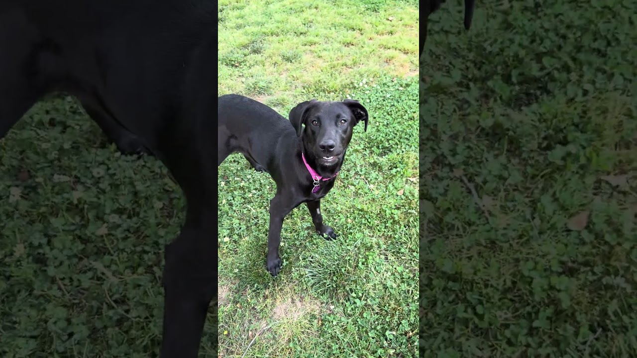 Enlarge Ella Bella, a ADOPTABLE mixed breed in Brentwood, TN video 6/6
