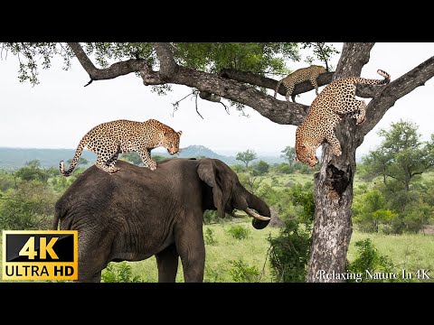 Survive the Wild - Server 2