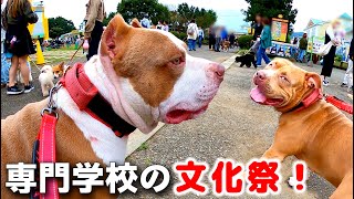 Re: [問卦] 比特犬被台灣智障飼主汙名化