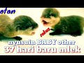 Baby Other Alias Berang Berang Baru Mlek 3B Boros Berisik Bau