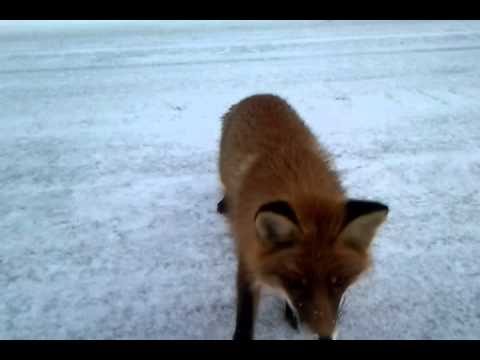 Vulpea cea sireata :D