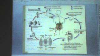 4) Dr. Menna Abdelaziz 13/10/15 [Blood Schistosoma]