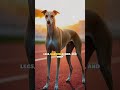 The fastest dog on Earth! Greyhounds can hit speeds of 45 mph—built for racing  #TheAnythingAnswer