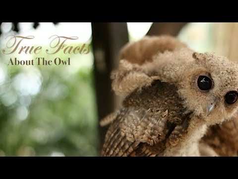 The Owl: True and Funny Facts!