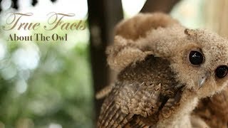 True Facts About The Owl