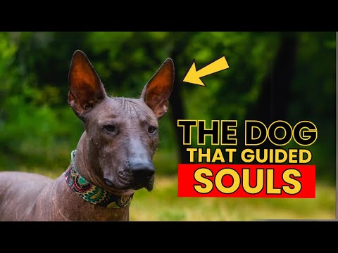 Rare Dog Breeds of the World: The Peruvian Inca Orchid