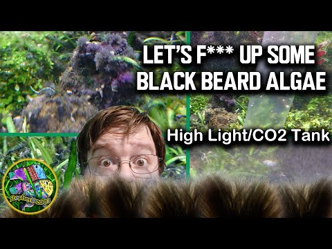 FIX THIS TANK! Fighting Black Beard Algae in a high light CO2-injected aquarium with heavy stock