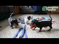 Miniature Dachshund dogs for sale: Boomer - Video 1
