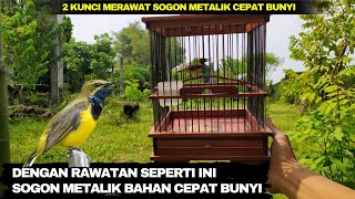 Download lagu TIPS MERAWAT SOGON METALIK BAHAN CEPAT BUNYI DAN GACOR❗ mp3
