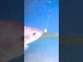 Ternyata Begini Ikan Nila Makan Umpan Pelet Shorts Fishing Mancing Tutorial