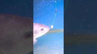 Download lagu Ternyata Begini Ikan Nila Makan Umpan Pelet #shorts #fishing #mancing #tutorial mp3