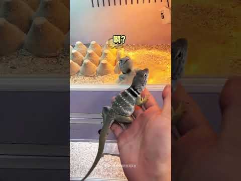 【搞笑动物配音】230，我给你带了好吃的