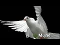 Kabutari Bole Kabutar Se Whatsaap Status Video