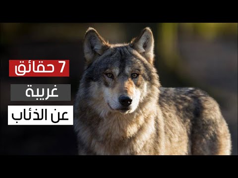 7 حقائق غريبة لا تعرفونها عن الذئاب !