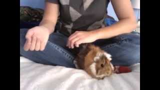 How to Pick up and Handle your Guinea Pig