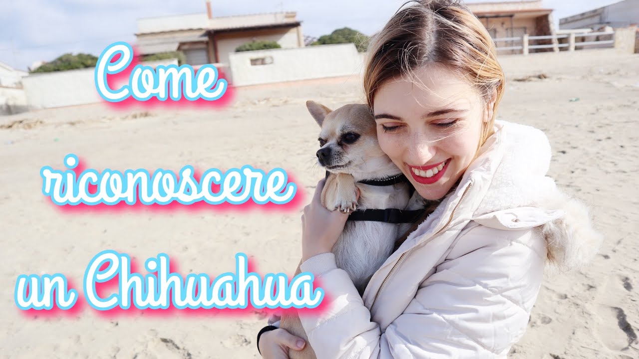 COME RICONOSCERE UN CHIHUAHUA lo standard
