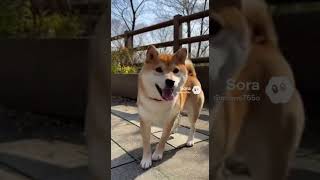 嬉しさのあまり逆立ちする犬！