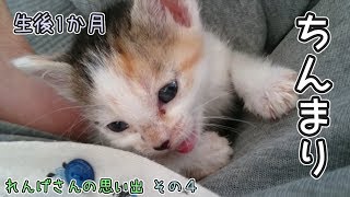 生後1か月、体重が標準の半分しかなかったあの頃。【れんげさんの思い出　その４】