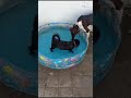 Turco y Willy en la piscina