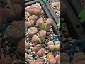 STOP Watering Your Lithops! 🛑 (Shedding Guide)