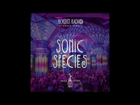 Sonic Species -  Boom Festival  (2018)