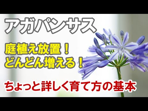 アガパンティーニについて詳しく解説