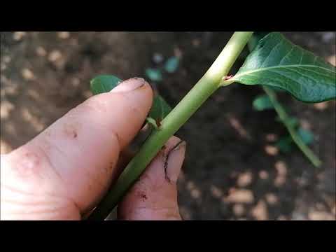 Rozmnażanie borówki amerykańskiej. Rozmnażanie wegetatywne.