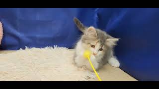 サイベリアンの動画01