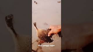 Download lagu Super effective whistling duck decoy sound MP3 guaranteed to work mp3