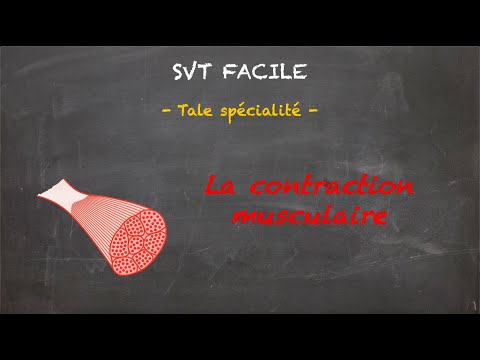 SVT FACILE - Tale spé. - La contraction musculaire