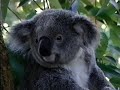 Barney Goes To Australia Lost Media Barney