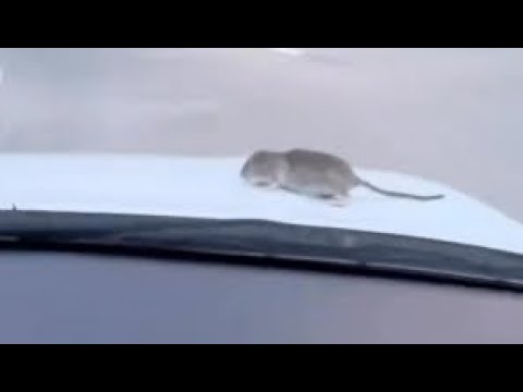 You Won't Believe What Crawled Into This NYC Car!