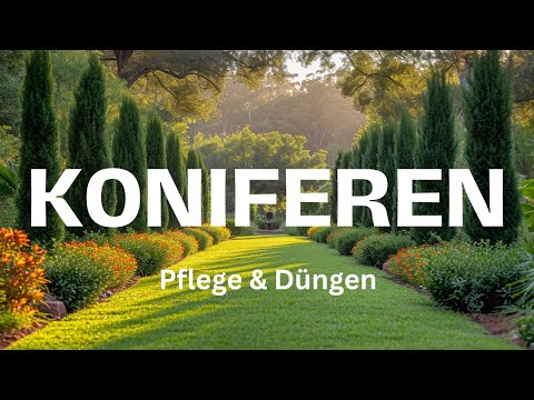Koniferen pflegen und düngen - Perfekte Koniferen: Wachstumsförderung durch gezielte Pflege Düngung