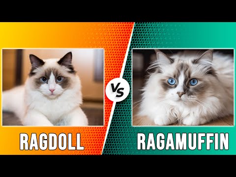 Ragdoll vs Ragamuffin - Breaking Down Their Differences (Which Is Better for You?)