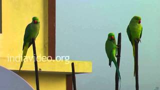 Rose-ringed Parakeets