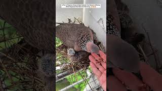 A Pair of Pigeons Chose to Nest Outside This Woman's Window, Then...