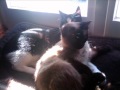 Juliane Werding - Katzen in der Sonne 