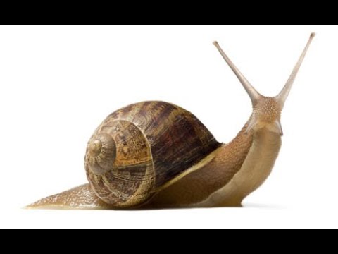 חילזון - שבלול