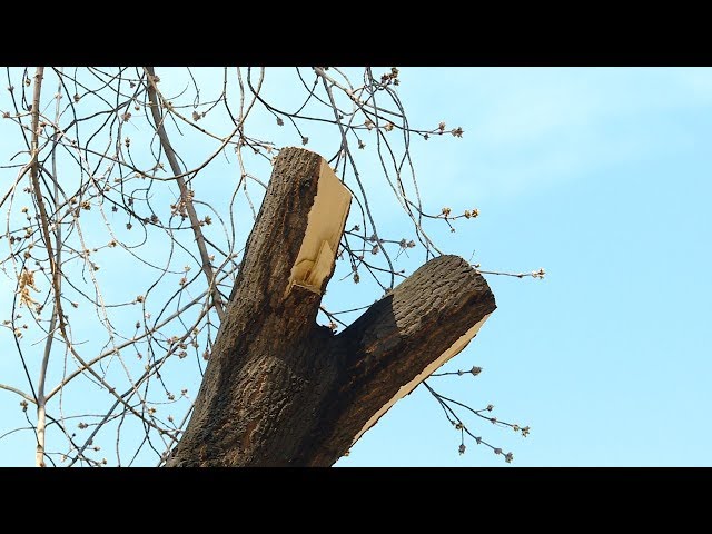 Борьба за место под солнцем